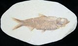 Knightia Fossil Fish - Wyoming #7545-1